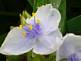 Bell flower in bloom. Taken 6-18-09 Backyard in Dubuque Iowa by Peggy Driscoll.