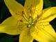 Lily in Bloom. Taken 6-20-09 backyard by Peggy Driscoll.