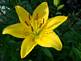 Lily in Bloom. Taken 6-20-09 backyard by Peggy Driscoll.