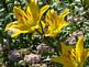 lily in Bloom. Taken 6-20-09 backyard by Peggy Driscoll.