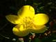 Buttercup in bloom. Taken 6-20-09 backyard by Peggy Driscoll.