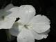 Impatiens in Bloom. Taken 6-20-09 Backyard  by Peggy Driscoll.