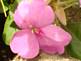Impatiens in Bloom. Taken 6-20-09 Backyard by Peggy Driscoll.