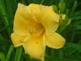 Day lily in Bloom. Taken 6-21-09 backyard in Dubuque by Peggy Driscoll.