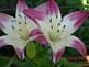 lily in bloom. Taken 6-25-09 backyard by Peggy Driscoll.
