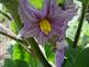 Eggplant in bloom. Taken 6-25-09 backyard by Peggy Driscoll.