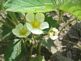 strawberry plant. Taken 6/09 garden by peggy driscoll.