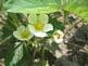 Strawberries in Bloom. Taken 6-25-09 Backyard by Peggy Driscoll.