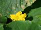 cucumber in bloom. Taken 6-25-09 backyard by Peggy Driscoll.
