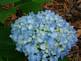 Blue Hydrangea. Taken 6-25-09 backyard by Peggy Driscoll.