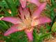 lily in bloom. Taken 6-25-09 backyard by Peggy Driscoll.