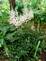 Astilbe. Taken 6-25-09 backyard by Peggy Driscoll.