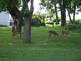 fawn Triplets feeding on Mulberries. Taken 6-29-09 Backyard  by Peggy Driscoll.