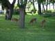 Fawns eating mulburries. Taken 6-29-09 Backyard by Peggy Driscoll.