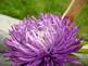 flower in bloom. Taken 6-29-09 in the backyard by Peggy Driscoll.