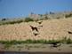 Turkey Vultures on the Bank of the Mississippi River. Taken 6-29-09 Mississippi River by Peggy Driscoll.