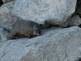 Ground hog making its way down the rocks. Taken 6-29-09 on the Mississippi River by Peggy Driscoll.