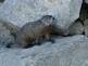 Ground hog looks at us. Taken 6-29-09 on the Mississippi River by Peggy Driscoll.