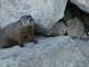 ground hog comes out to look around. Taken 6-29-09 Bank of the Mississippi River by Peggy Driscoll.