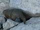 Ground hog before he goes into his home to rest.. Taken 6-29-09 Mississippi River by Peggy Driscoll.