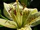 Lily in bloom. Taken 6-28-09 in the backyard by Peggy Driscoll.