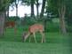 Deer eating mulburries. Taken 7-6-09 Backyard by Peggy Driscoll.