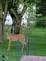 Doe and Buck eating Mulburries. Taken 7-6-09 Backyard by Peggy Driscoll.