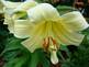 lily in Bloom. Taken 7-7-09 backyard by Peggy Driscoll.