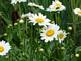 Daisy's in bloom. Taken 7-7-09 backyard by Peggy Driscoll.