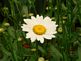one daisy. Taken 7/09 garden by peggy driscoll.