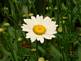 Daisy in bloom. Taken 7-7-09 backyard in Dubuque by Peggy Driscoll.