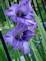 Gladiolus in Bloom. Taken 7-13-09 backyard by Peggy Driscoll.