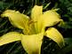 Daylily in Bloom. Taken 7-13-09 backyard by Peggy Driscoll.