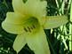 yellow Daylily in Bloom. Taken 7-13-09 backyard by Peggy Driscoll.