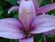 lily in Bloom. Taken 7-13-09 Backyard by Peggy Driscoll.