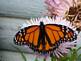 Butterfly and Bloom. Taken 7-14-09 backyard by Peggy Driscoll.