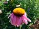 cone flower in bloom. Taken 7-15-09 backyard by Peggy Driscoll.