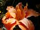 Day lily in Bloom. Taken 7-15 09 backyard by Peggy Driscoll.