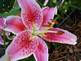 lily in bloom. Taken 7-15-09 backyard by Peggy Driscoll.