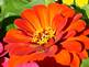 Orange Zinnia in bloom. Taken 7-15-09 backyard by Peggy Driscoll.