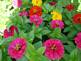 Zinnias in Bloom. Taken 7-15-09 Backyard by Peggy Driscoll.