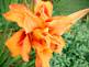 Daylily in Bloom. Taken 7-16-09 Backyard by Peggy Driscoll.