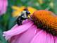 Bubble Bee on Coneflower. Taken 7-18-09 backyard by Peggy Driscoll.