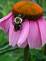 Bubble Bee on Coneflower. Taken 7-18-09 Backyard by Peggy Driscoll.