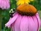 Bubble Bee on Coneflower. Taken 7-18-09 Backyard by Peggy Driscoll.