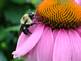 Bubble Bee on Coneflower. Taken 7-18-09 Backyard by Peggy Driscoll.