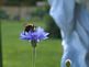 bee and wild flower. Taken 7/2009 garden by peggy driscoll.