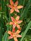 Blackberry lily. Taken 7-24-09 Backyard by Peggy Driscoll.