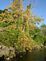 leaves changing color in July. Taken 7-31-09 Mississippi River by Peggy Driscoll.