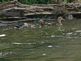 Ducks on the Mississippi River. Taken 09-06-09 Mississippi River by Peggy Driscoll.